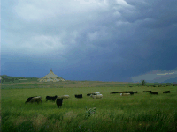Cattle, Chimney Rock, NE