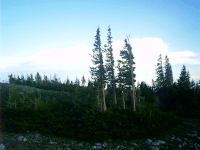 Krummholz, Snowy Range Road, Medicine Bow NF