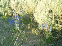 Lupine, Split Rock, WY