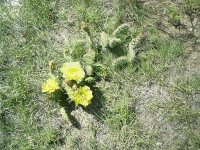 Prickly Pear, Fort Laramie