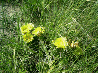 Prickly Pear, Windlass Hill, NE