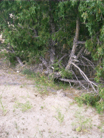 Rabbit, Scotts Bluff National Monument