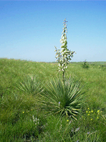Yucca, Windlass Hill, NE