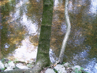 Cypress Creek, Natchez Trace, Waynesboro, TN
