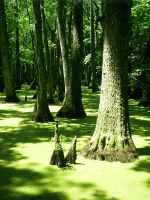 Knees, Cypress Swamp, Natchez Trace, Jackson, MS