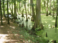 Knees, Cypress Swamp, Natchez Trace, Jackson, MS