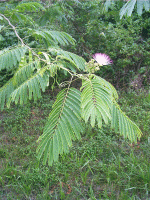 Mimosa, Swan View, Natchez Trace, Columbia, TN