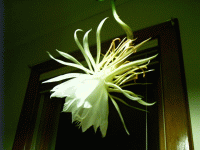 Night Blooming Cereus, Sheboygan, WI