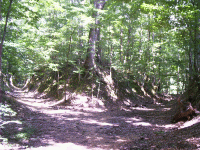 Sunken Trace, Natchez Trace, Port Gibson, MS