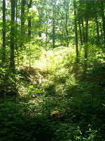 Sunken Trace, Natchez Trace, Waynesboro, TN