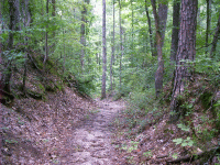 Sunken Trace