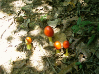 Toadstools, Freedom Hills, Natchez Trace, Cherokee, AL