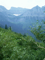 Bird Woman Falls, Glacier Park