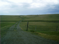Cattle on Pasture South of Browning, MT