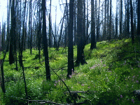 Fire Kill, Glacier Park