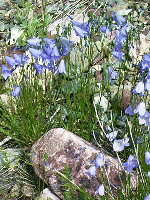 Harebells, Two Medicine River, Glacier Park
