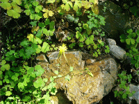 Mountain Columbine, Belton Chalet, West Glacier, MT