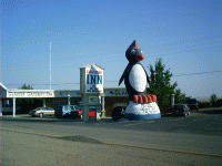 Talking Penguin, Cut Bank, MT